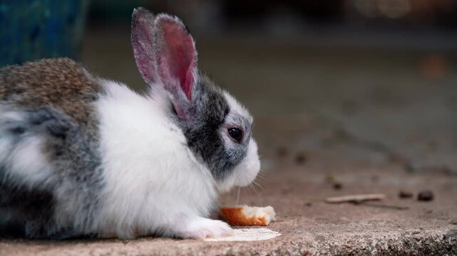 Adorable fluffy Dutch rabbit with black and white fur eating a piece of food on a textured surface. Close-up profile view with shallow depth of field. Cute pet and farm animal concept.