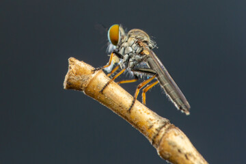 macro of a fly