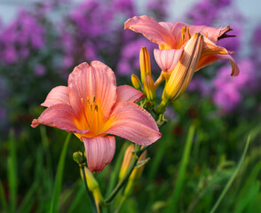 Peach coloured daylily in the summer garden.
