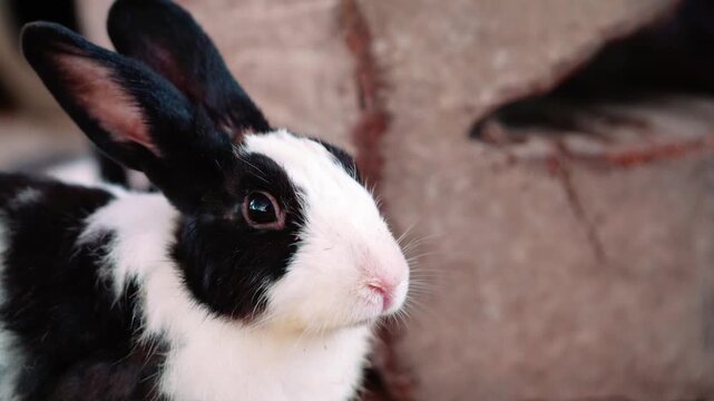 Close-up profile of a black and white Dutch rabbit with large ears alertly perked up. Soft focus background of brown textured surface. Natural light highlights its fur and bright eye.