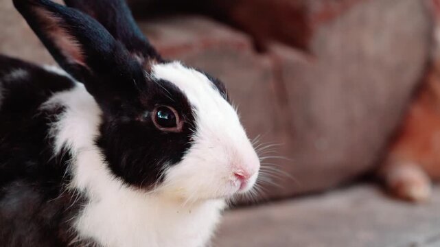 Close-up macro shot of a black and white Dutch rabbit's face, showing its soft fur texture, long whiskers, and reflective eye. The background is blurred for shallow depth of field.