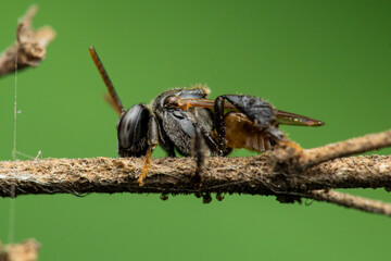 wasp on a leaf