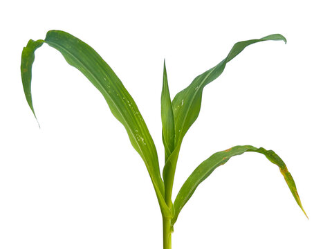 Young corn maize plant isolated on transparent background