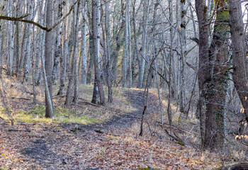 Highlands in autumn, leafless trees, withered plants, and autumn colors during daytime travel through the mountain forest