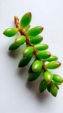 Vibrant Green Succulent Plant Stem in Detailed Macro View.
