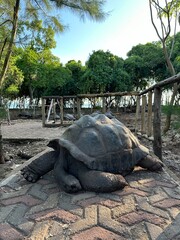 Naklejka premium Giant tortoise walking on the grass in a natural park setting