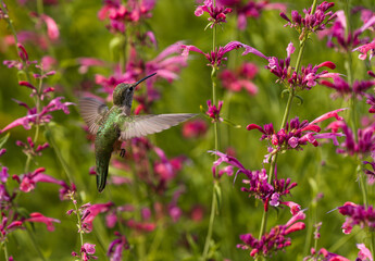 Fototapeta premium A Broad-tailed Hummingbird hovering in a blooming Hummingbird Mint or Agastache garden filled with pretty pink flowers.