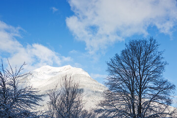 Winter tree and snow covered Alps mountains in the Austrian.