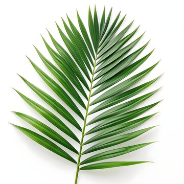 Coronata Leaf Liqueir Palm Frond Flowing in Deep Tropical Green on Pure White Background Capturing Brazilian Warmth, Exotic Grace, and the Refined Beauty of Natural Botanical Design