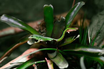 Green madagascar day gecko perched on vibrant tropical plant leaves, showcasing its intricate scales and natural habitat, emphasizing the beauty of wildlife in a lush environment
