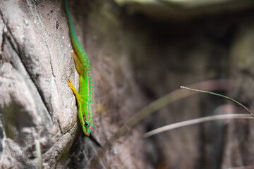 Vibrant green madagascar day gecko perched on textured rock surface, showcasing intricate patterns and colors, surrounded by soft grass and natural elements in a serene environment