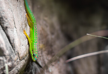 Vibrant green madagascar day gecko with intricate patterns is perched on a rocky surface, showcasing its unique colors and textures in a natural environment, highlighting wildlife beauty