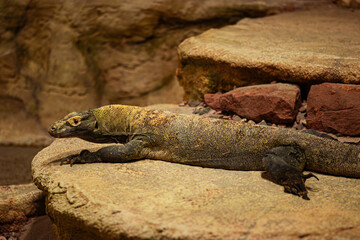 Large reptile monitor lizard resting on rocky surface in a natural habitat, showcasing unique textures and colors, highlighting the beauty of wildlife and reptilian species