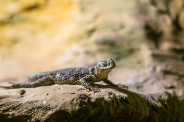 spiny lizard , Sceloporus resting on a rocky surface, showcasing intricate scales and textures, basking under warm sunlight, highlighting its natural habitat and behavior in a serene environment