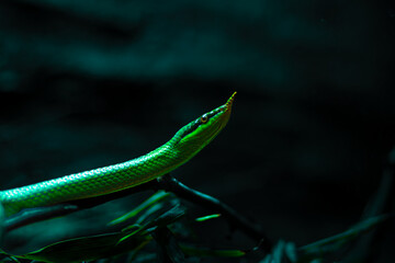 Green Bulanges Rhinoceros Snake with elongated body and pointed head is coiled among dark foliage, showcasing vibrant scales and intricate textures in a natural habitat setting