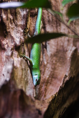 Green Flat tailed Day Gecko climbing on textured tree bark, showcasing vibrant colors and intricate patterns, surrounded by lush foliage in a natural habitat