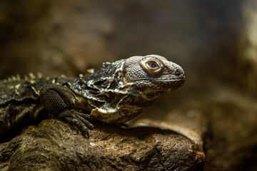 Close-up of a textured Spiny-tailed Iguana resting on a rocky surface, showcasing intricate scales and vibrant eyes, highlighting the beauty of wildlife in a natural habitat