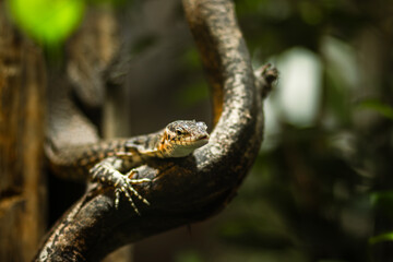Lizard resting on a twisted branch in a lush green environment, showcasing its vibrant scales and intricate textures, highlighting the beauty of wildlife in natural habitat