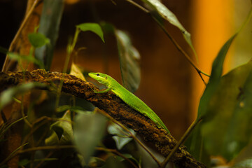 Vibrant Green Whiptail Lizard perched on a textured branch surrounded by lush foliage, showcasing the beauty of wildlife in a natural habitat with rich colors and intricate details