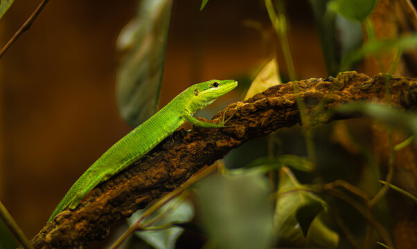 Green Whiptail Lizard perched on a textured branch surrounded by lush foliage, showcasing vibrant colors and intricate details of its natural habitat and environment
