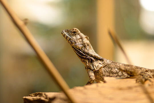 Flying Dragon Lizard , Draco volans perched on a wooden log, showcasing intricate textures and patterns, surrounded by natural elements, highlighting the beauty of wildlife in a serene environment