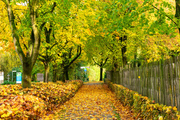 Baumallee im Herbst mit leuchtenden Laub auf dem Boden