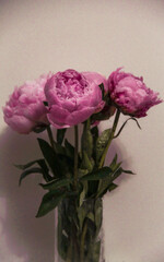 pink roses in a vase