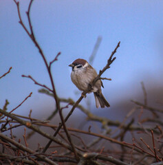 sparrow on the branch