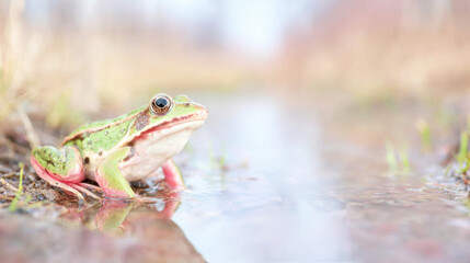 Green frog perched on moist ground beside a shallow pool, with its reflection mirrored in the calm water