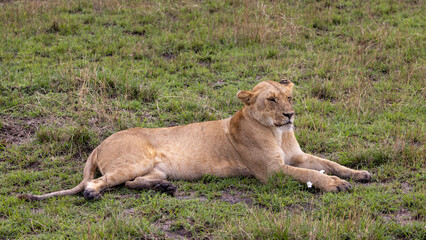 Female lion resting in the short grass in the Maasai Mara National Park in East Africa Kenya KEN