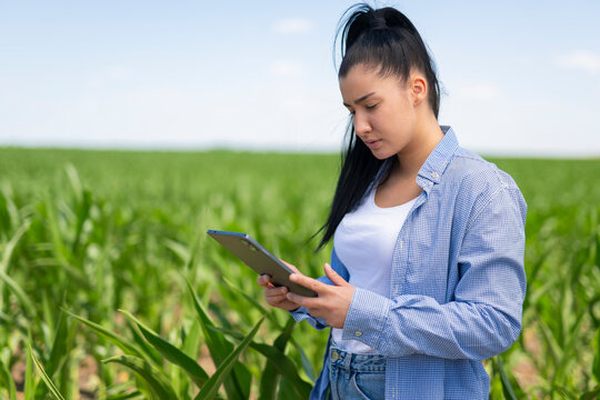 Woman farmer using tablet in cornfield analyzing crop