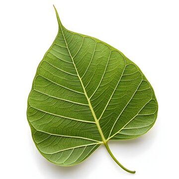 Sacred Bodhi Tree Leaf Elegant Ficus religiosa Spiritual Green Heart-Shaped Leaf on Bright White Background Symbolizing Peace, Enlightenment, and Tranquil Natural Harmony in Botanical Art