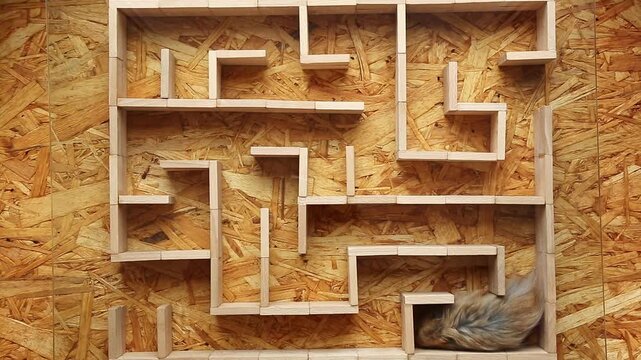 The hamster confidently moves through a wooden maze, top-down view, turning along inclined paths and exploring the tunnels of the maze looking for a way out. The rodent finds a way out.