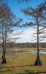 Trinity River Waterbird Rookery, near Wallisville Texas