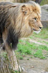 Portrait of a majestic lion