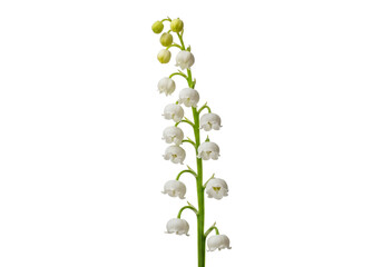 Delicate lily of the valley blossoms with pristine beauty and fresh springtime appeal, isolated on a transparent PNG background.