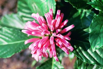 Justicia carnea (Jacobinia carnea) - Brazilian Plume, King's Crown
