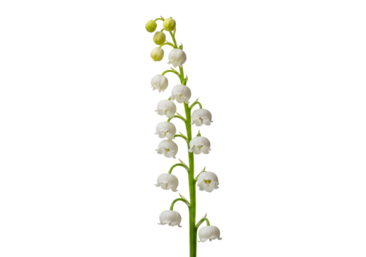 Delicate lily of the valley blossoms with pristine beauty and fresh springtime appeal, isolated on a transparent PNG background.