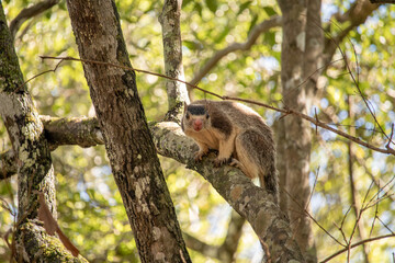 Close-up of a grizzled giant squirrel resting on a tree branch in Sri Lanka. The animal’s expressive face, textured fur, and natural forest light create a lively wildlife portrait.