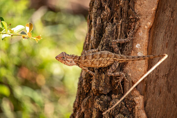Brown Lizard Clinging to Tree Bark in Sri Lankan Forest