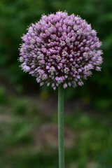 Obraz premium Allium flowers growing in the garden. Purple allium flower. Round violet flowers look like a ball. Blooming onion.