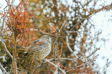  Lincoln's sparrow in Henderson Bird Viewing Preserve Las Vegas. Nevada