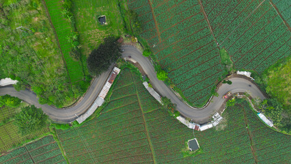Naklejka premium Aerial View of Winding Road Through Misty Vegetable Fields in Cangar