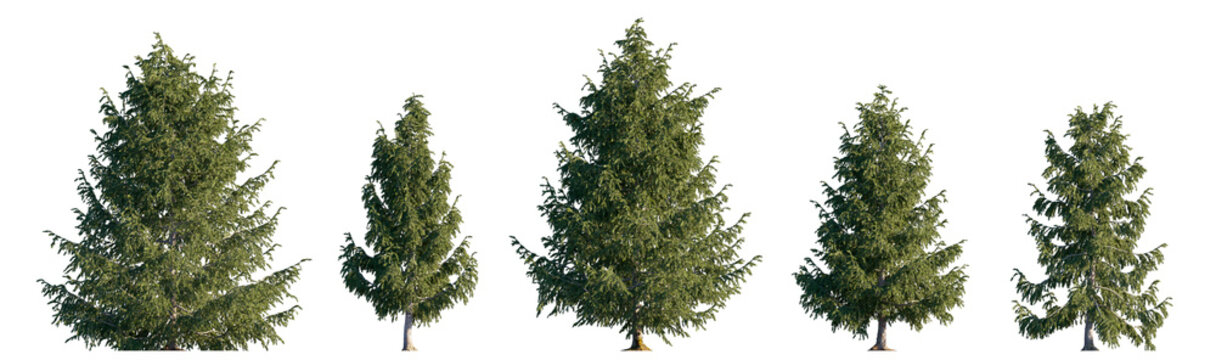 Picea Abies (Norway Spruce) isolated png on a transparent background premium nature cutout