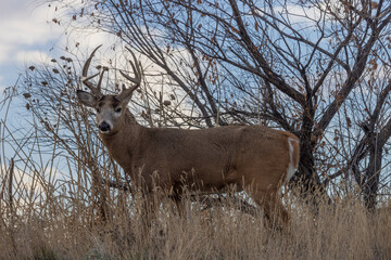 Buck Whitetail Deer During the Rut in Colorado in Autumn