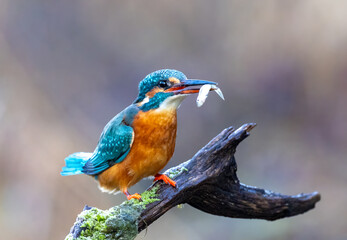 Eisvogel mit Beute