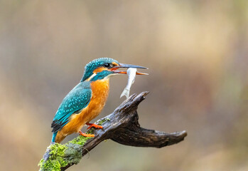 Eisvogel mit Beute
