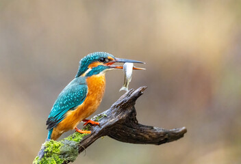 Eisvogel mit Beute