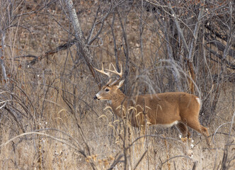 Buck Whitetail Deer During the Rut in Colorado in Autumn