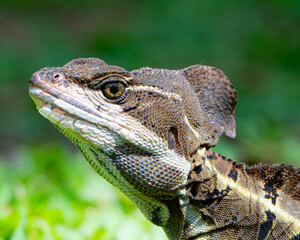Basilisk Lizard in Costa Rica